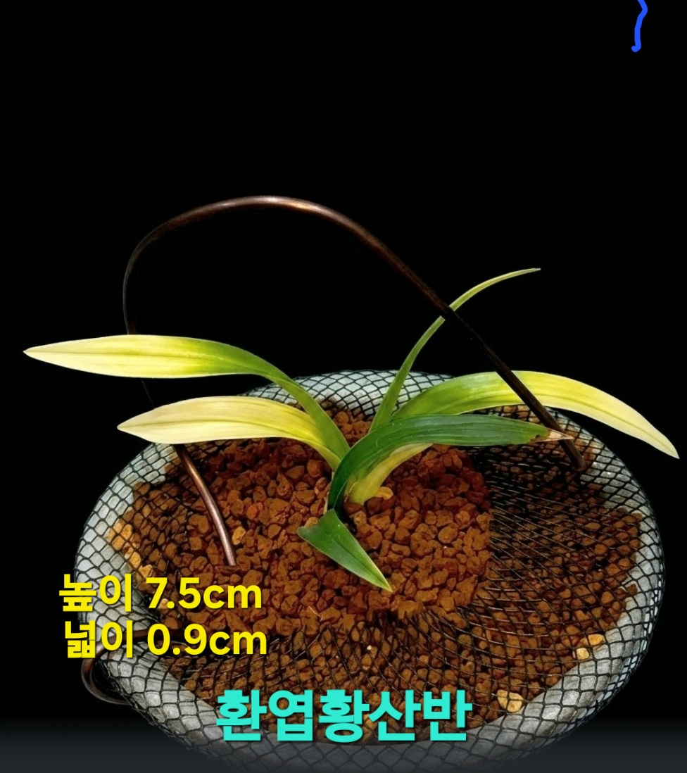 특급/특가품종☆☆☆?