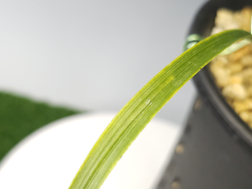 1786310444_6a78ef2c17978.jpg
