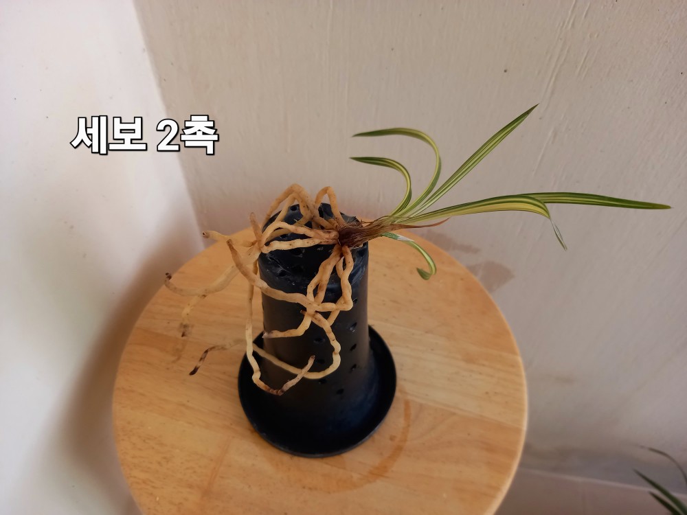 세보