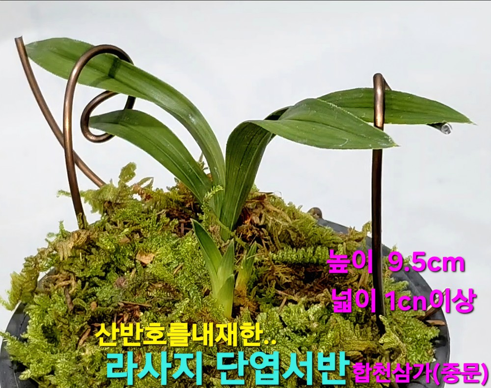 울트라급품종☆☆☆☆?