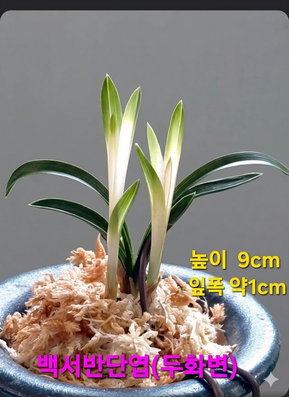 차세대품종☆☆☆☆☆