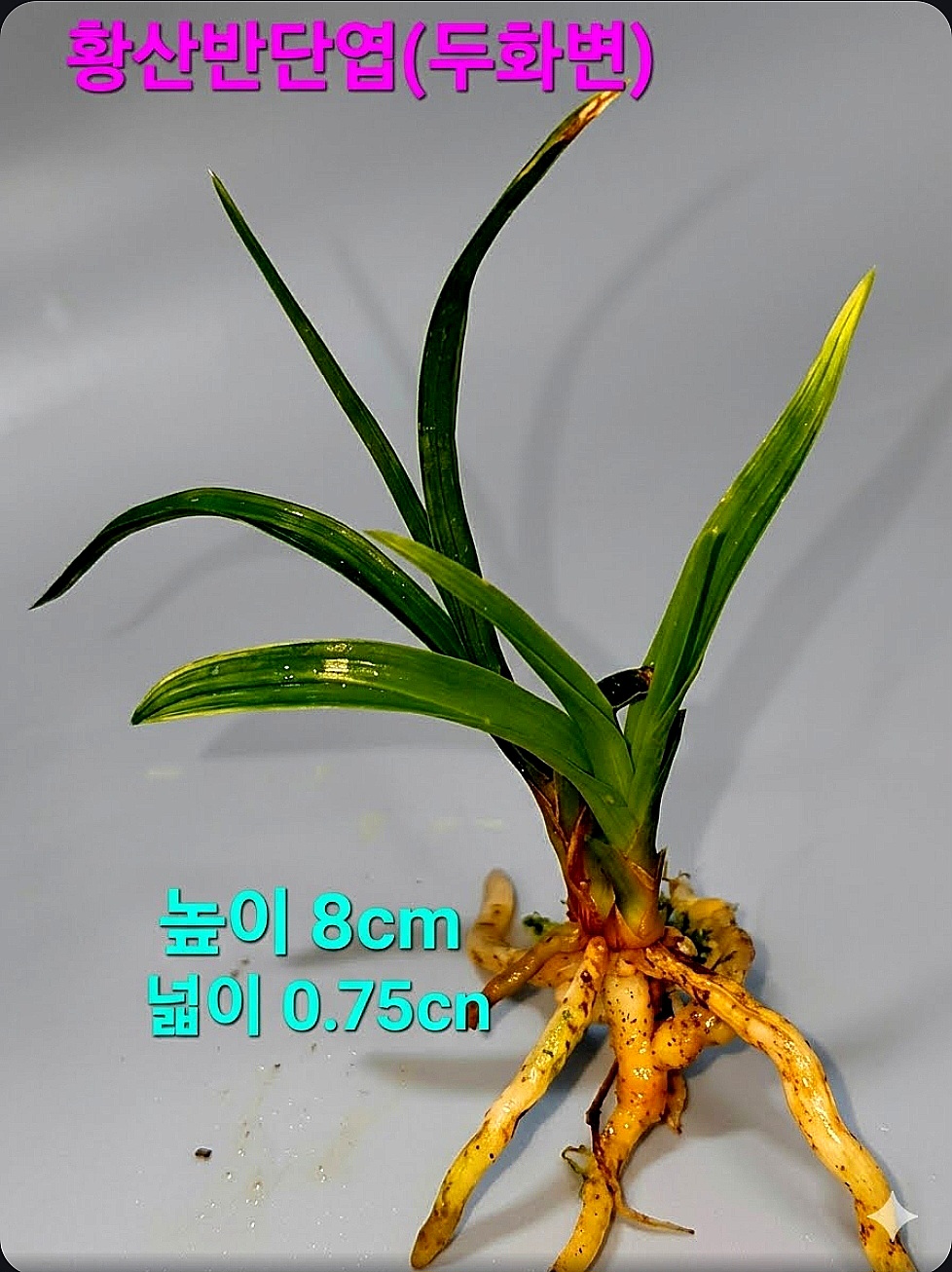 싱싱뉴스(특급품종)☆?