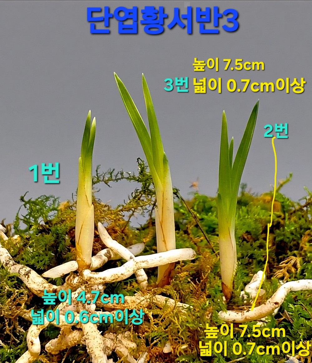 울트라급품종☆☆☆☆?
