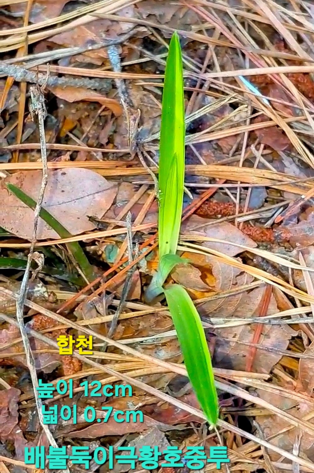 발전의진수품종☆☆☆?