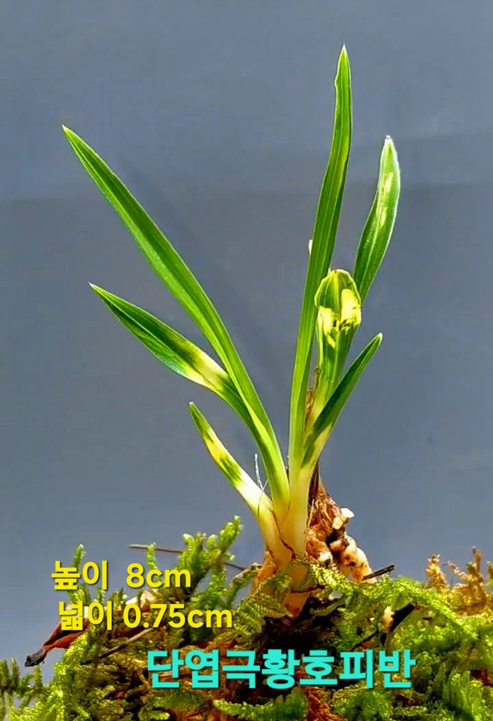 집떨이한대물품종☆☆?