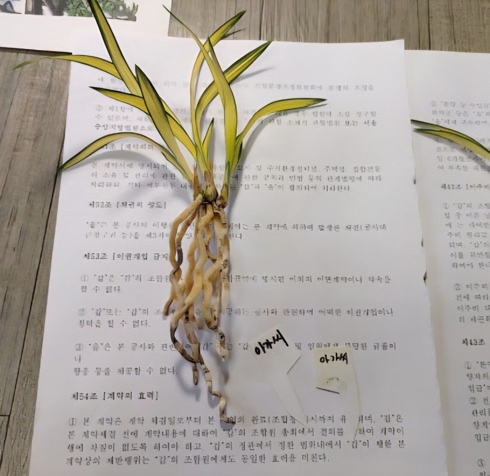 아가씨