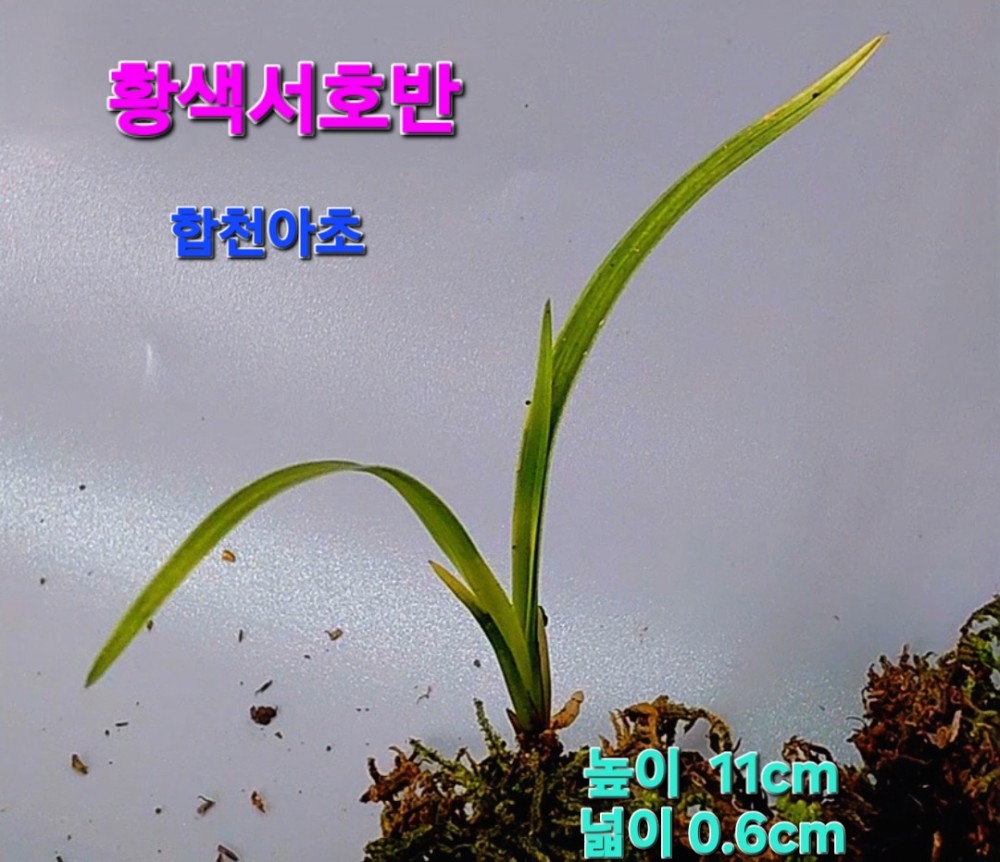 환상적인(싱싱뉴스)☆?