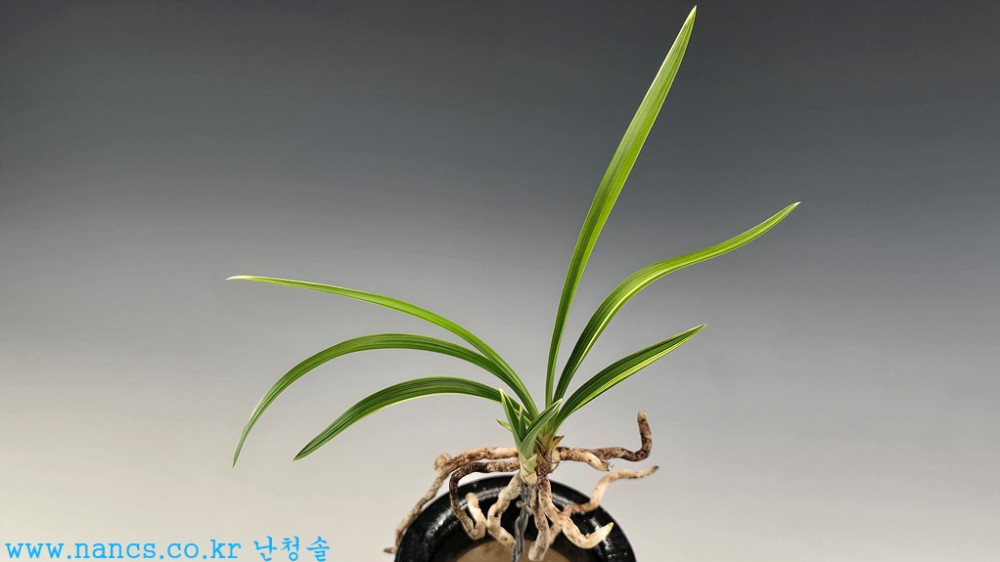 녹호산반