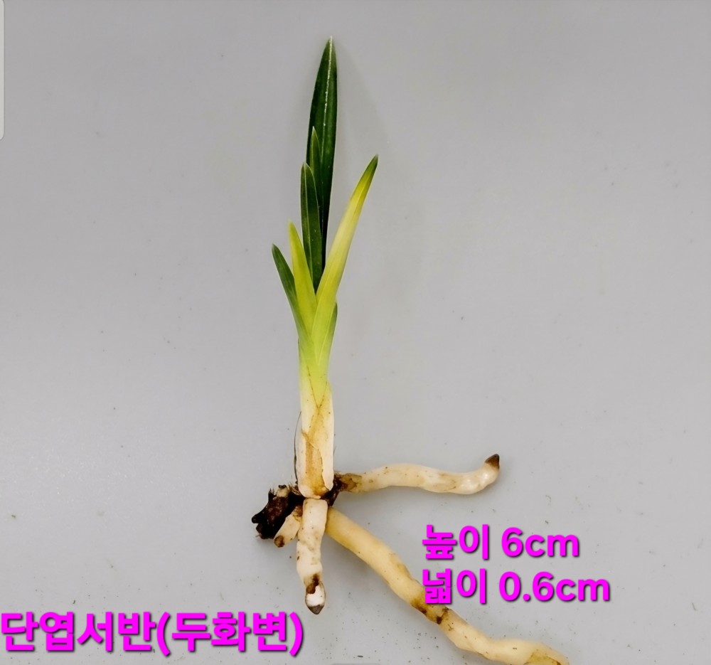정통홍두화자리품종☆?