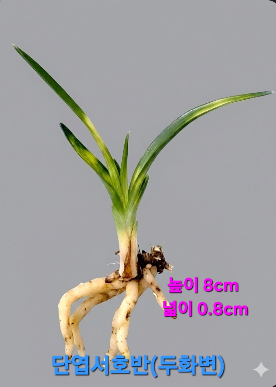 금수산능가품☆☆☆☆?