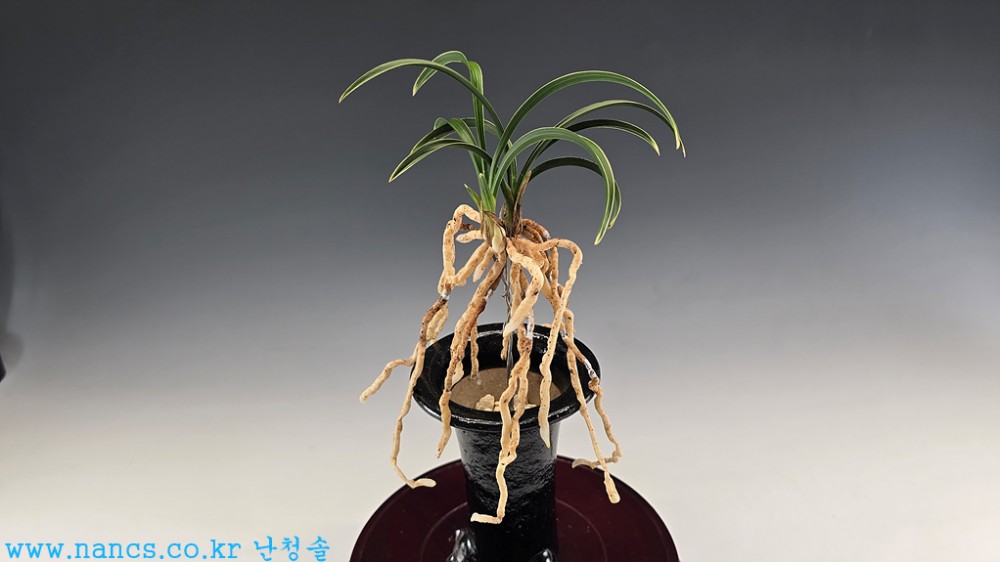 신라