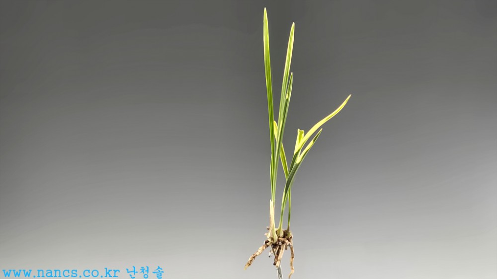 우미