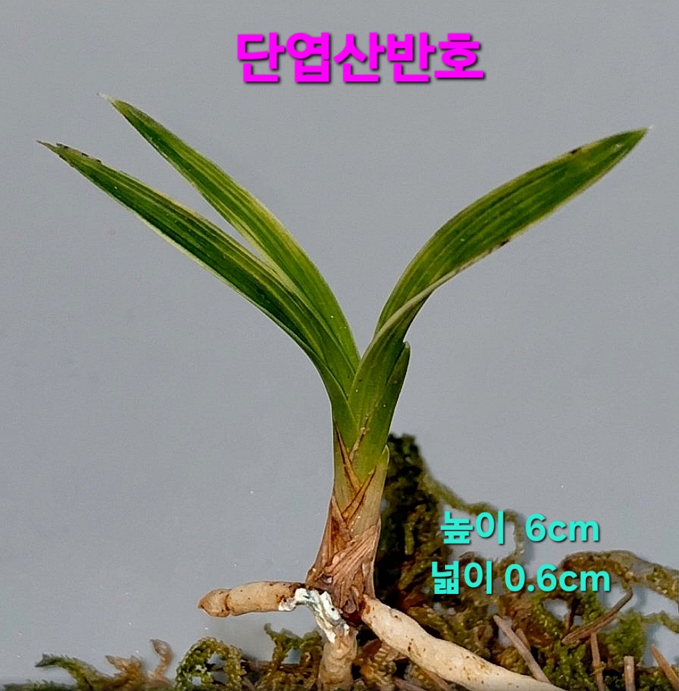 저가격고품걱품종 첫?