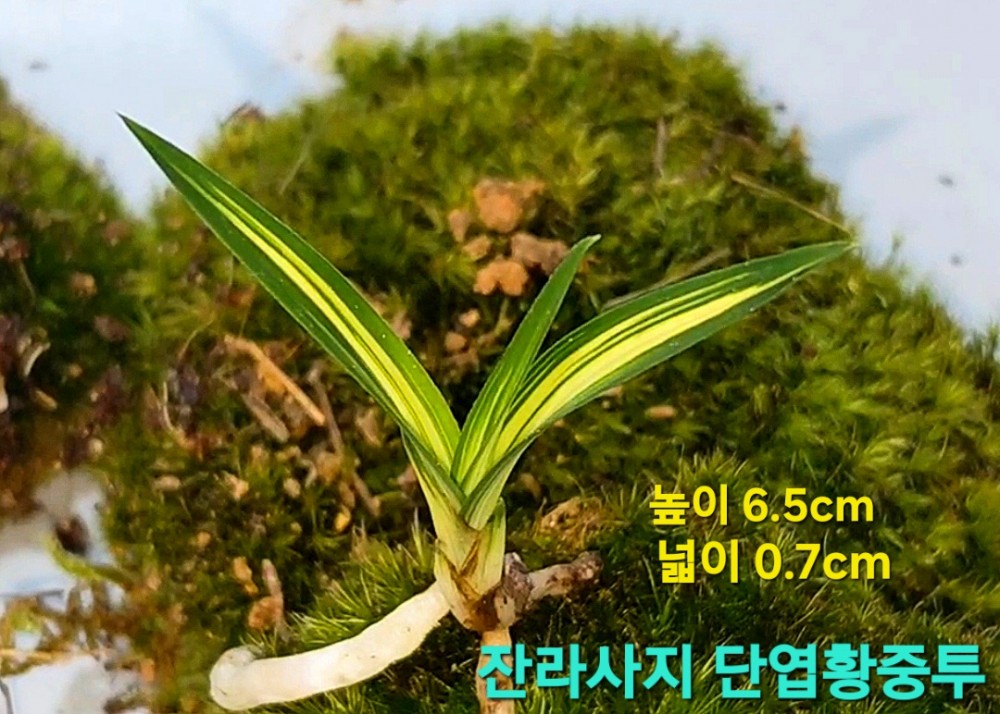 일생일란자질을갖춘☆?
