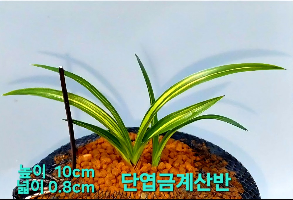 명품자질을갖준☆☆☆?