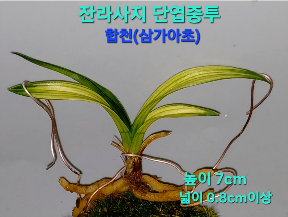 싱싱뉴스(일생일란)☆?