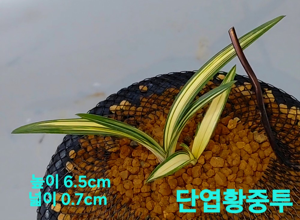 작지만당찬대물☆☆☆?
