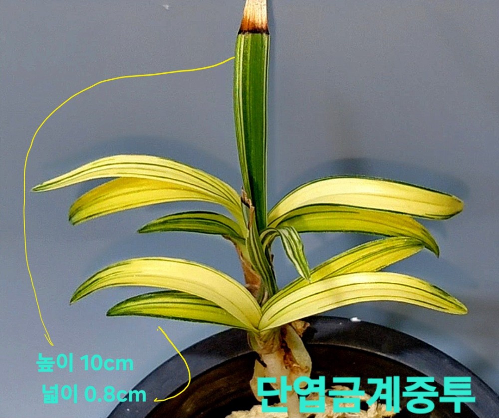 차세대품종☆☆☆☆☆?