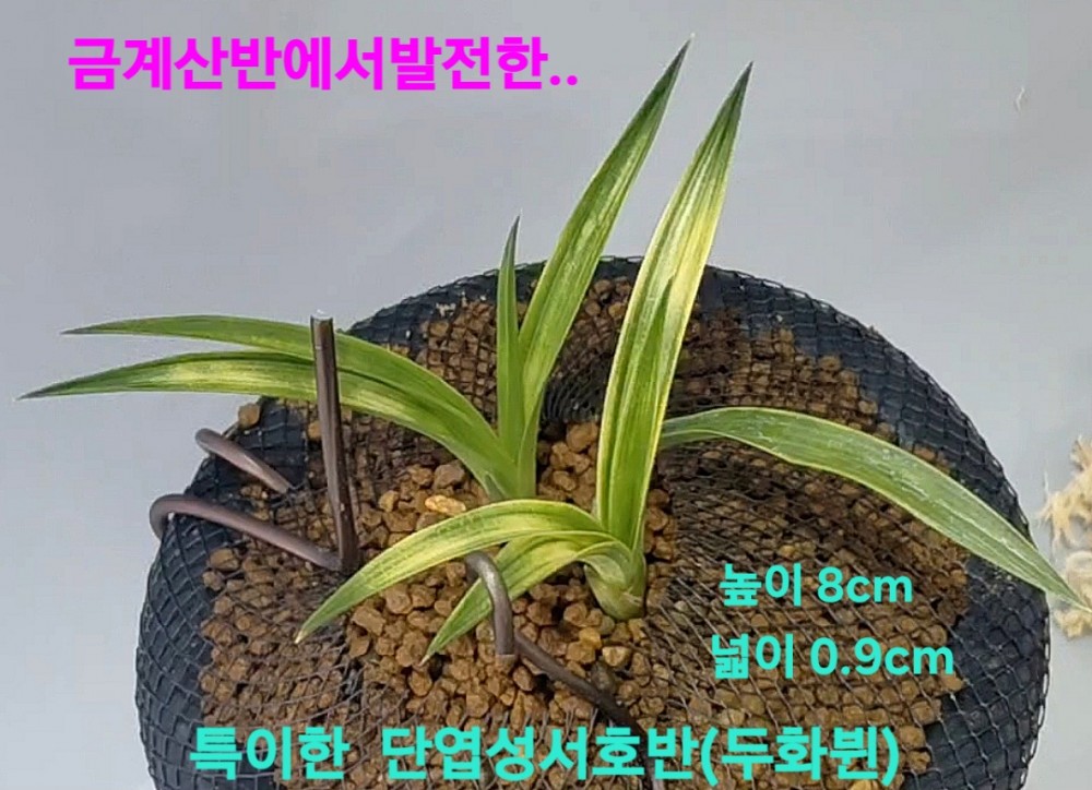 금계산반에서발전한특?